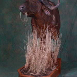Cape Buffalo Pedestal Mount