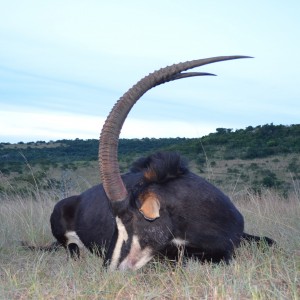 Sable KMG Hunting Safaris