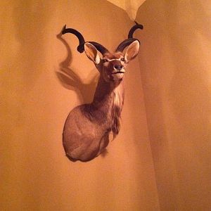 Kudu mount by Capricorn