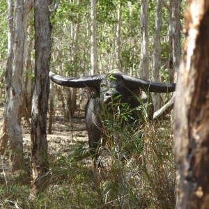 Water Buffalo-Australia