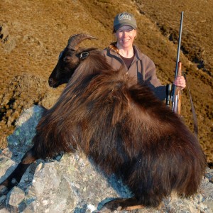 Bull Tahr