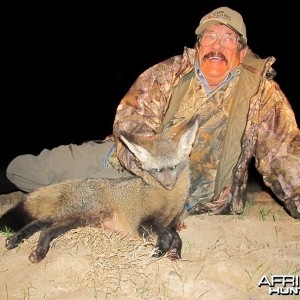 Umdende Hunting Safaris Bat-eared Fox