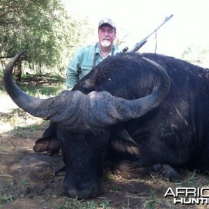 Cape Buffalo 2014