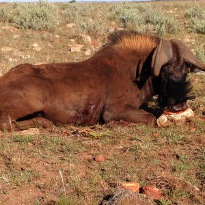 Black Wildebeest