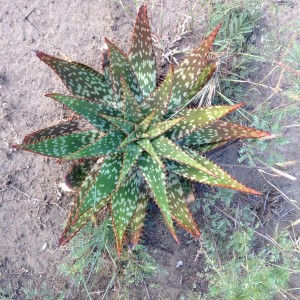 Aloe plants were a common sight