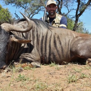 Blue Wildebeest RSA Limpopo 2014