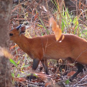 Red flanked duiker