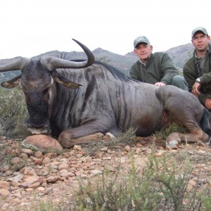 Blue Wildebeest