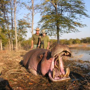 Hippo shot in Mozambique