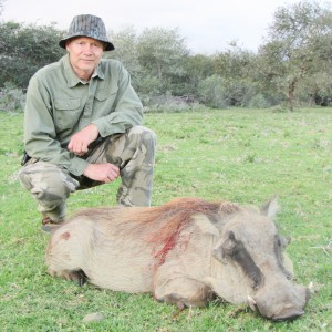 pig tossed by rhino