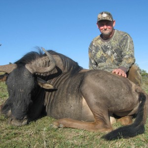 Blue wildebeest