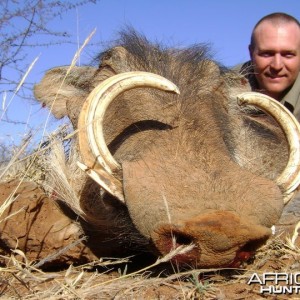 Big warthog female