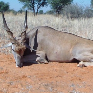 Eland