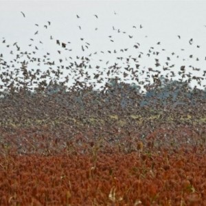 Bolivia Wingshooting