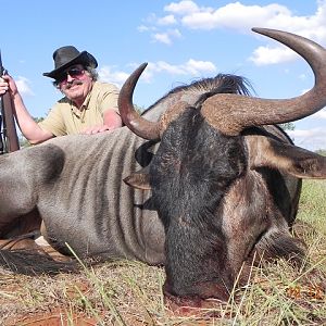 Blue Wildebeest