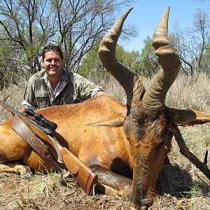 Red Hartebeest