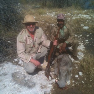 Cull warthog near Hochfeld Namibia