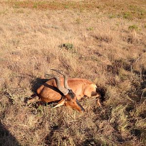 2014 Red Hartebeest