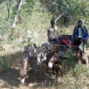 Elephant Zimbabwe