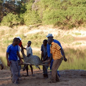 Crocodile Zimbabwe