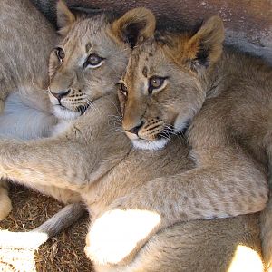 Lion cubs