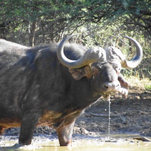 Good bull Buffalo at the waterhole