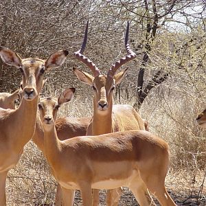 Impalas