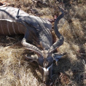 kudu with "3rd horn"