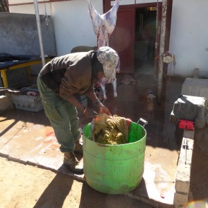 Michael cleaning oryx rumen