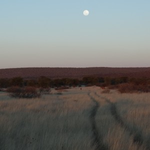 moonrise with red hartebeest