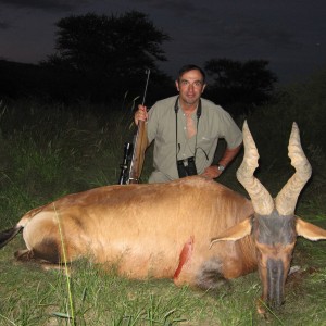 Red Hartebeest