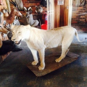 Lioness at Taxidermist