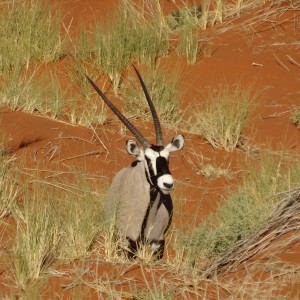oryx in Kalahari sand