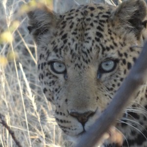 leopard at Okonjima