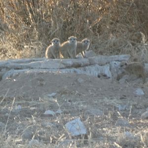 meerkats