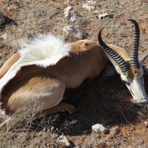 springbok young ram flared