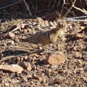 double-banded sandgrouse