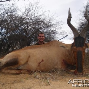 Red Hartebeest