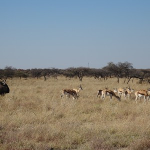 blue wildebeest and springbok Etosha