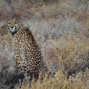 cheetah Etosha