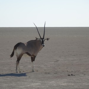 oryx on the Etosha pan