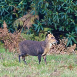 Muntjac