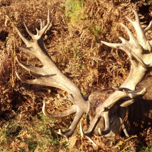 Stunning Red Stag