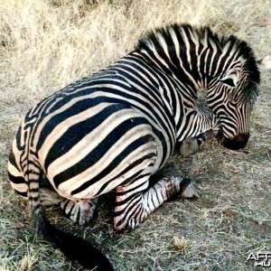 Burchells_Zebra