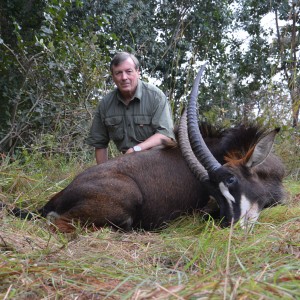 34"  Not the biggest sable - but a free range one