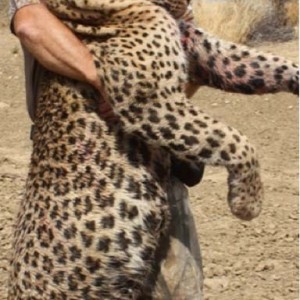 Great Leopard taken in Namibia