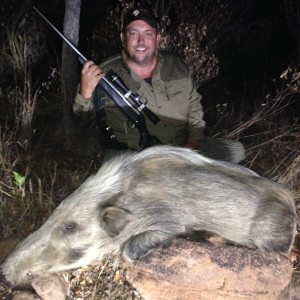 Bush Pig