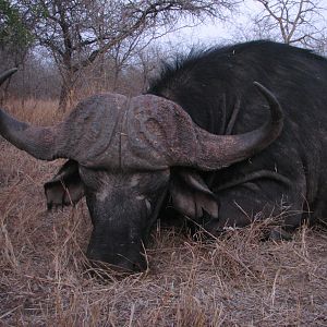 Buffalo