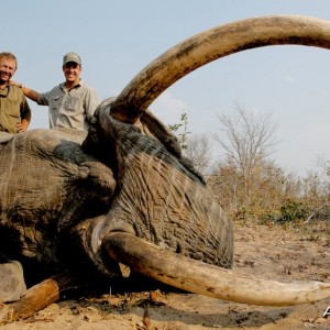 95x77 pounds Elephant Zimbabwe