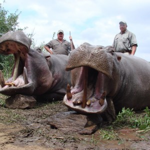 Hippopotamus Zimbabwe